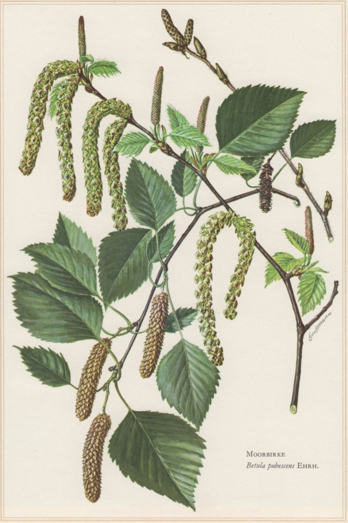 Birch botany illustration